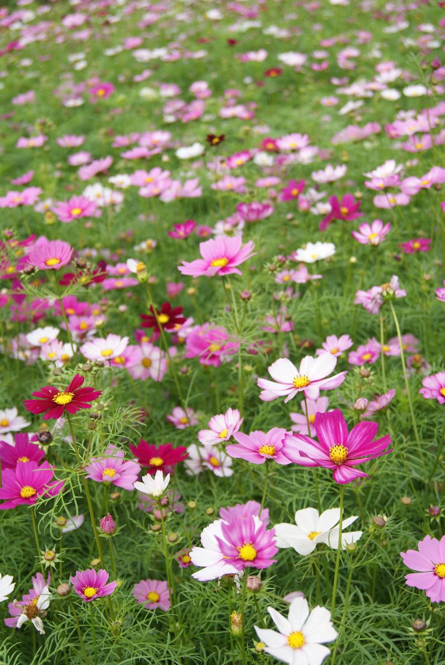 長沙東日園林工程有限公司,長沙園林綠化工程,長沙綠化養護管理 長沙東日園林工程有限公司,長沙園林綠化工程,長沙綠化養護管理