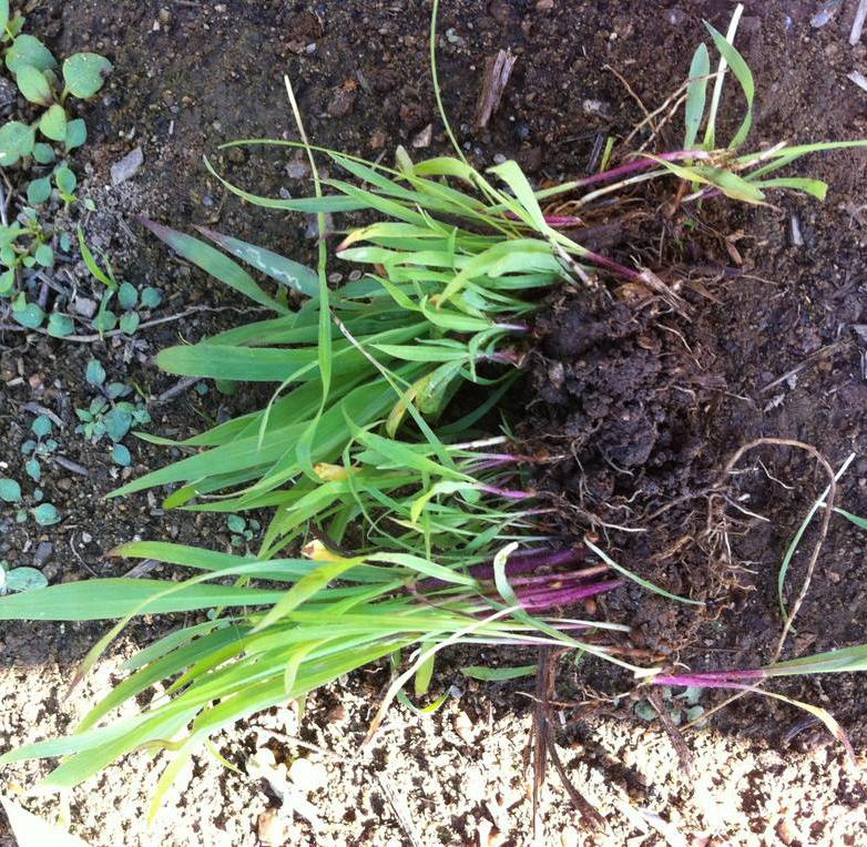 長沙東日園林工程有限公司,長沙園林綠化工程,長沙綠化養護管理 長沙東日園林工程有限公司,長沙園林綠化工程,長沙綠化養護管理