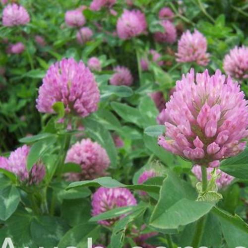 長沙東日園林工程有限公司,長沙園林綠化工程,長沙綠化養(yǎng)護(hù)管理 長沙東日園林工程有限公司,長沙園林綠化工程,長沙綠化養(yǎng)護(hù)管理